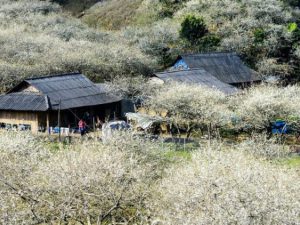 tour-du-lich-tay-bac-ha-noi-moc-chau-son-la-dien-bien-4-ngay-3-dem8